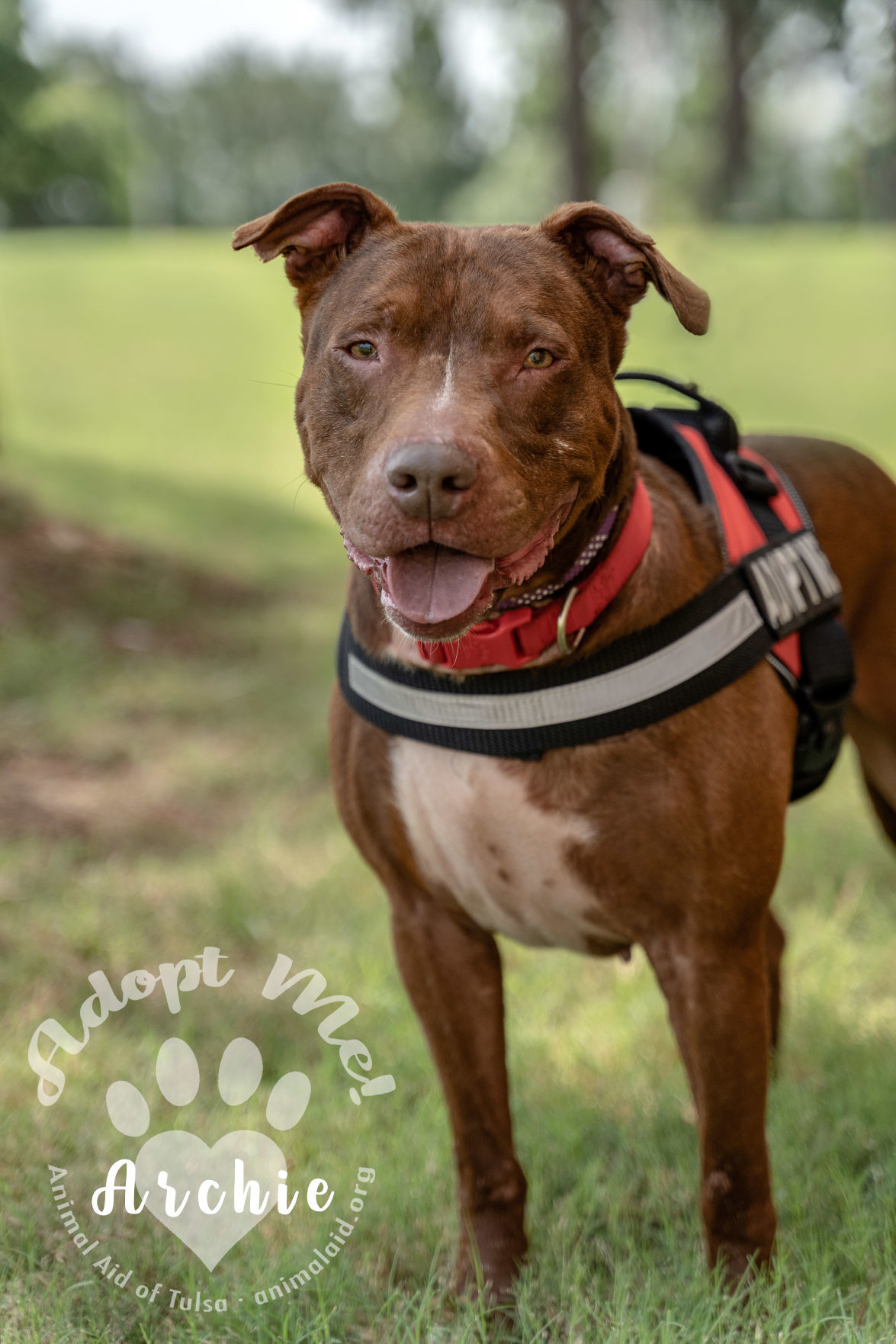 Archie
